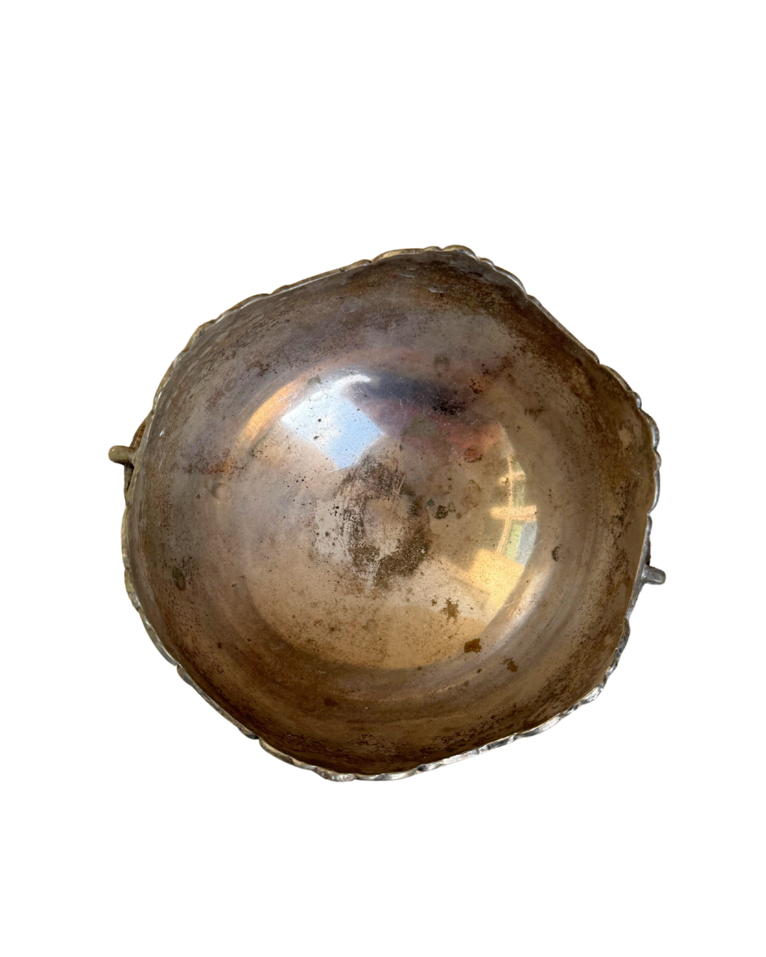 Small Silver Shell Arrangement