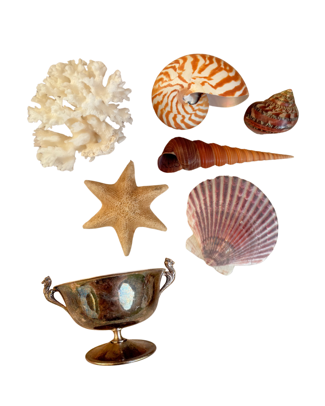 Small Silver Shell Arrangement