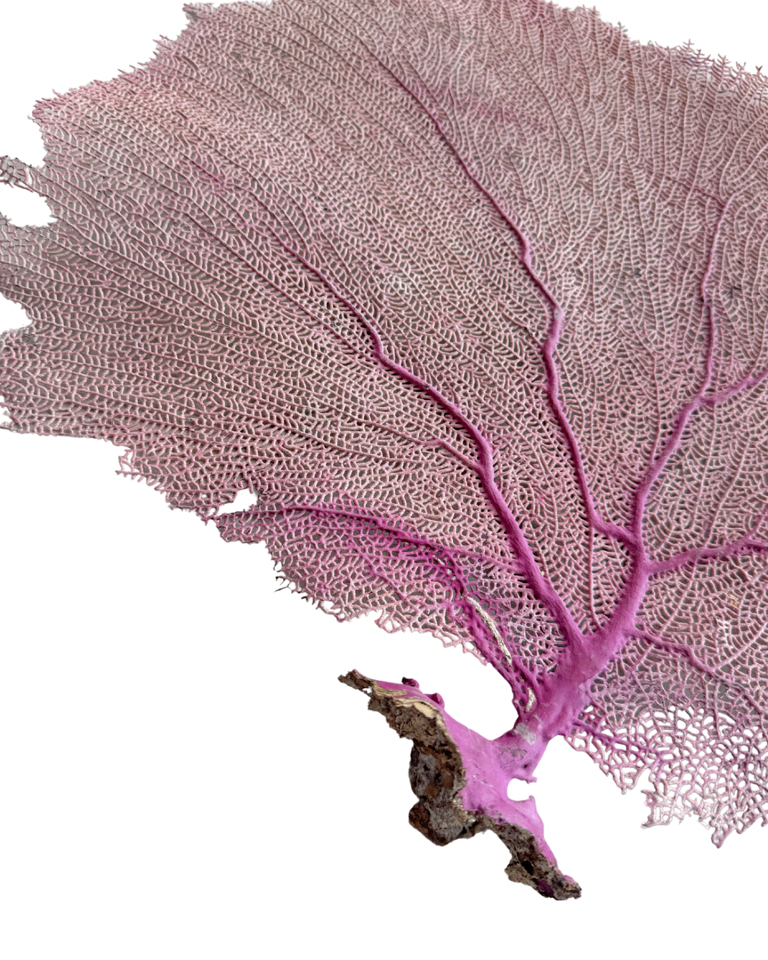 Pink Sea Fan