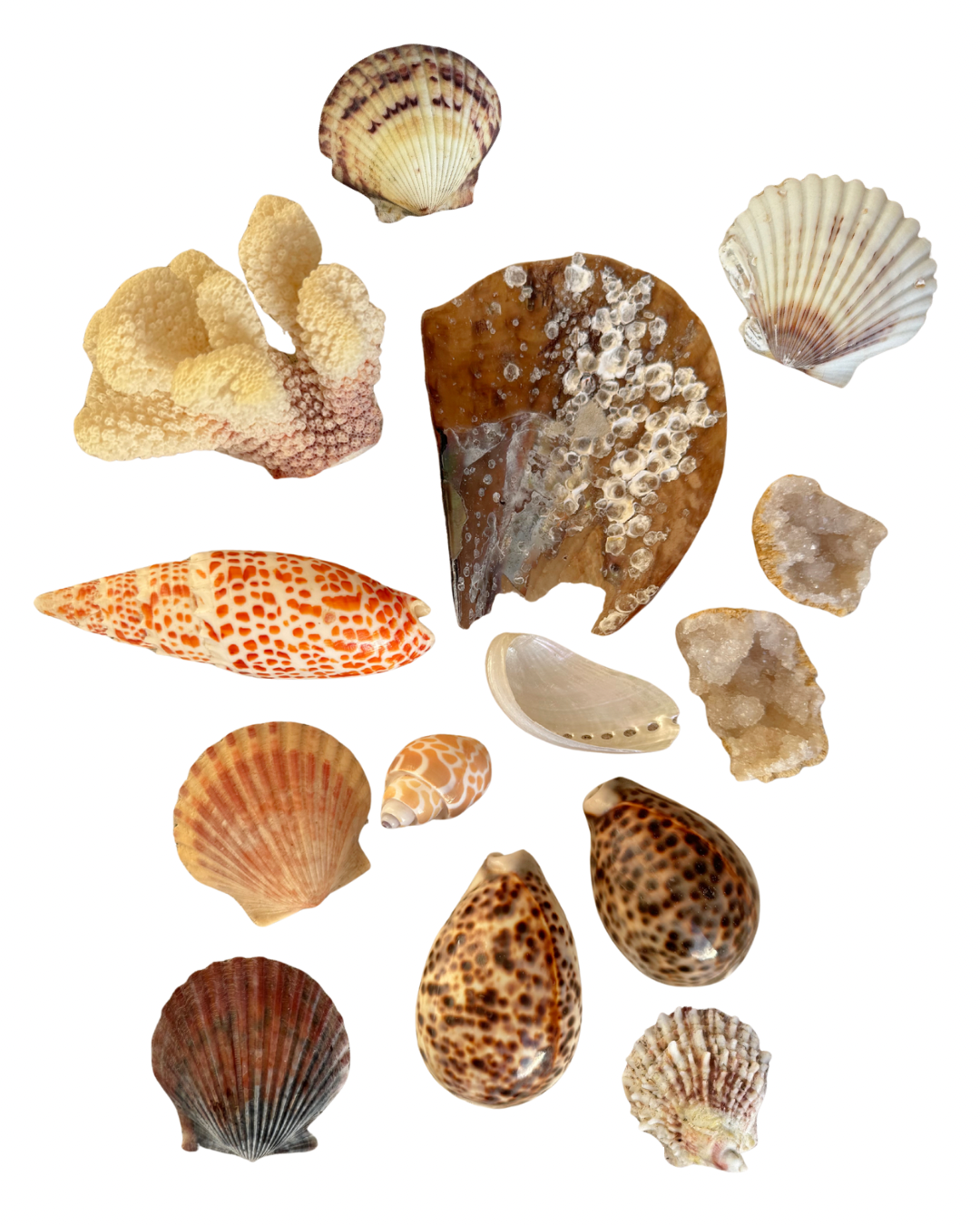 Small Silver Shell Arrangement