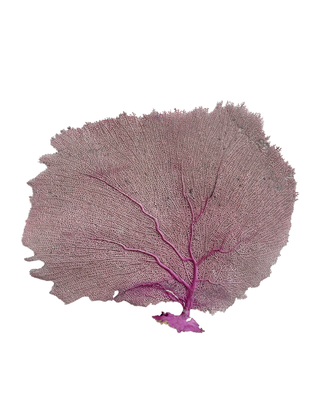 Pink Sea Fan