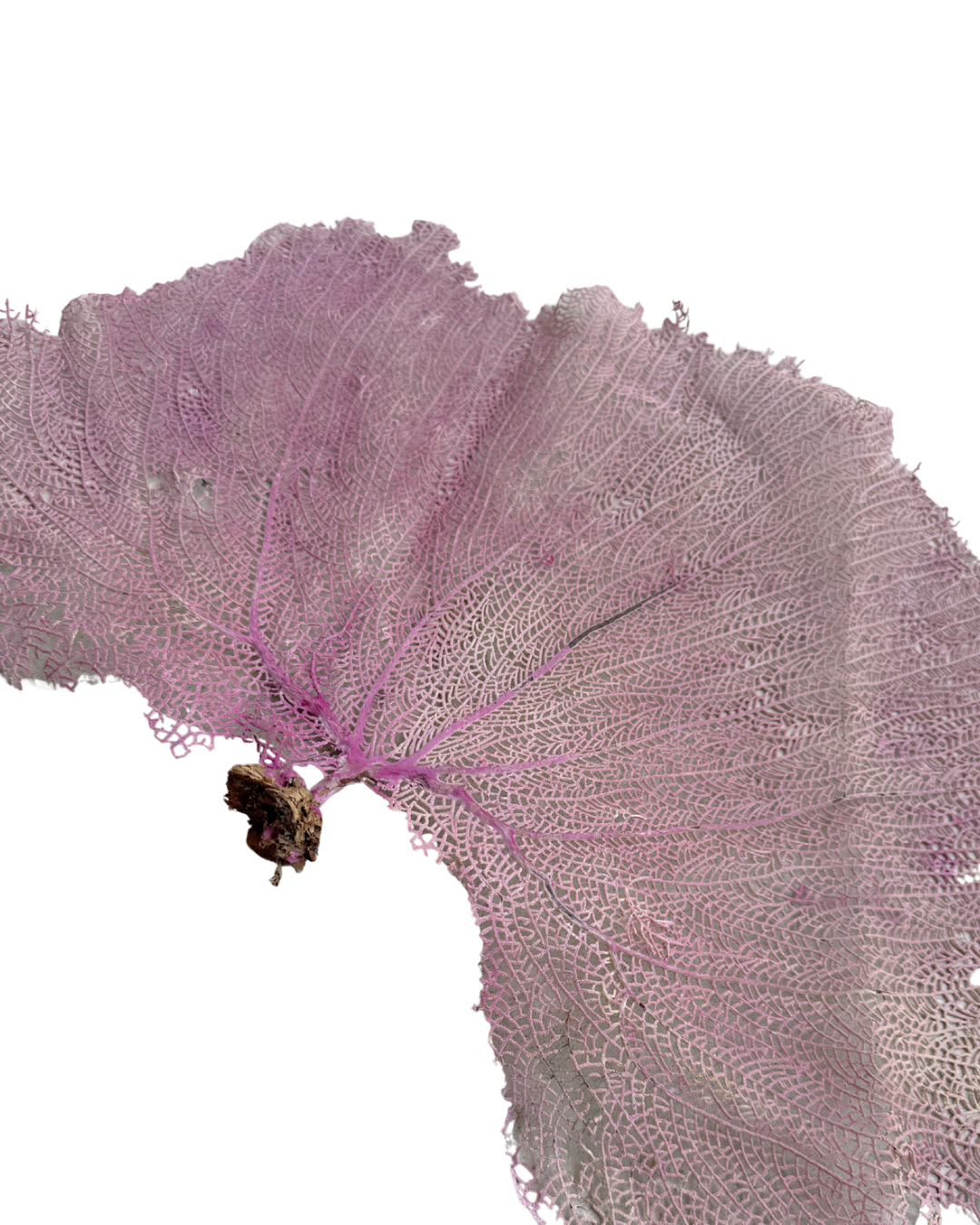 Pink Sea Fan