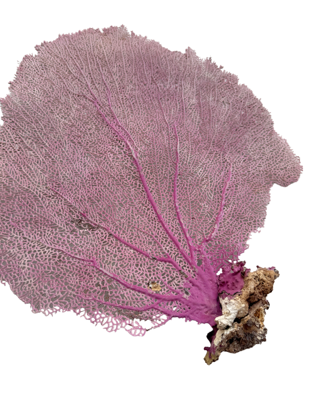 Pink Sea Fan