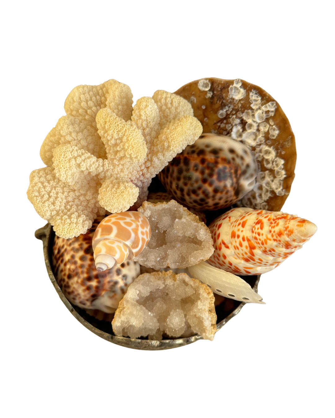 Small Silver Shell Arrangement