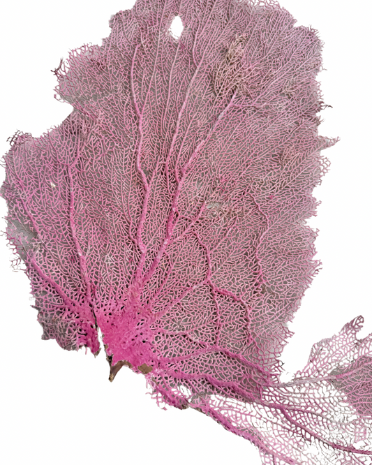 Pink Sea Fan