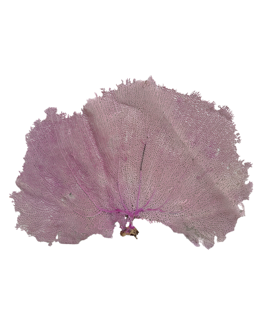 Pink Sea Fan