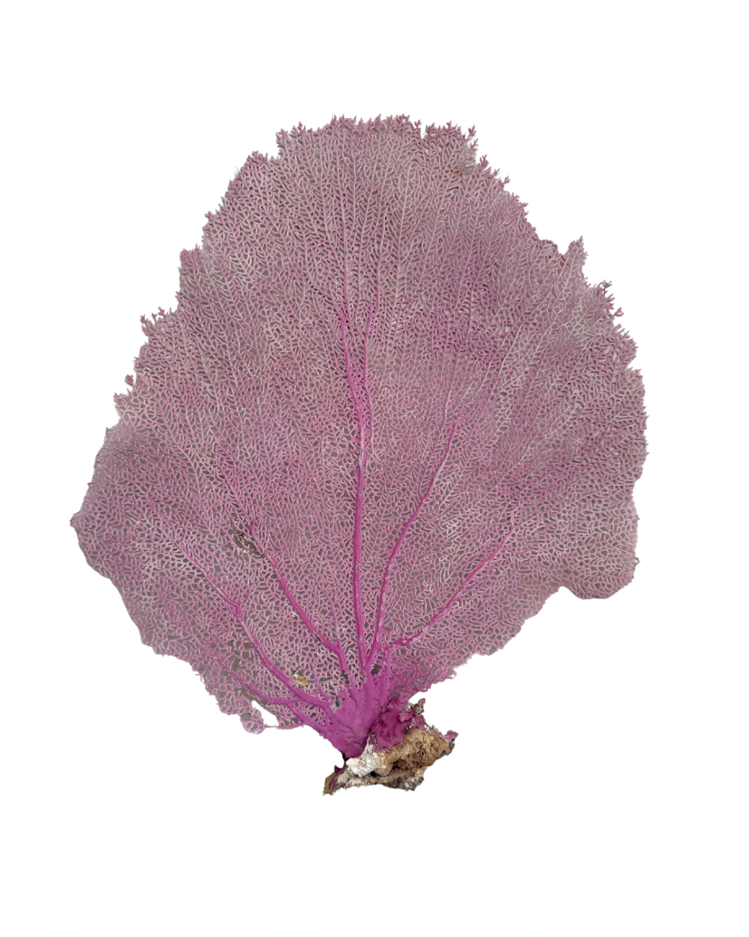 Pink Sea Fan