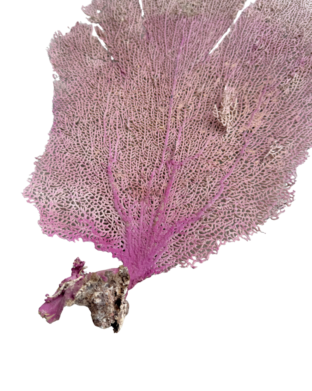 Pink Sea Fan