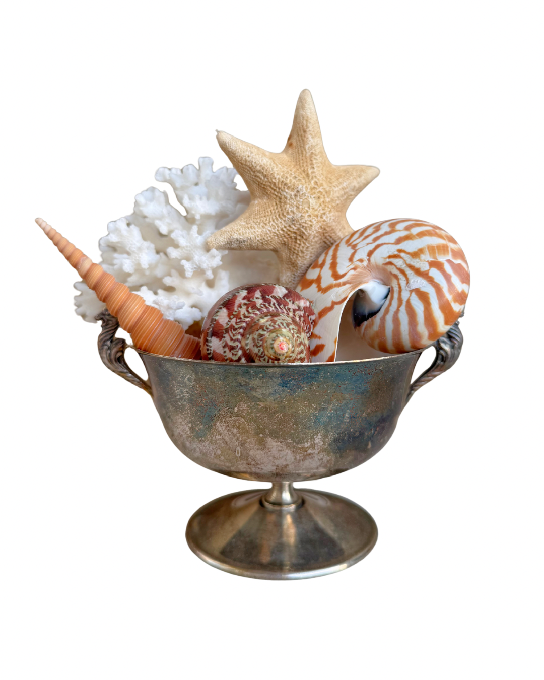 Small Silver Shell Arrangement