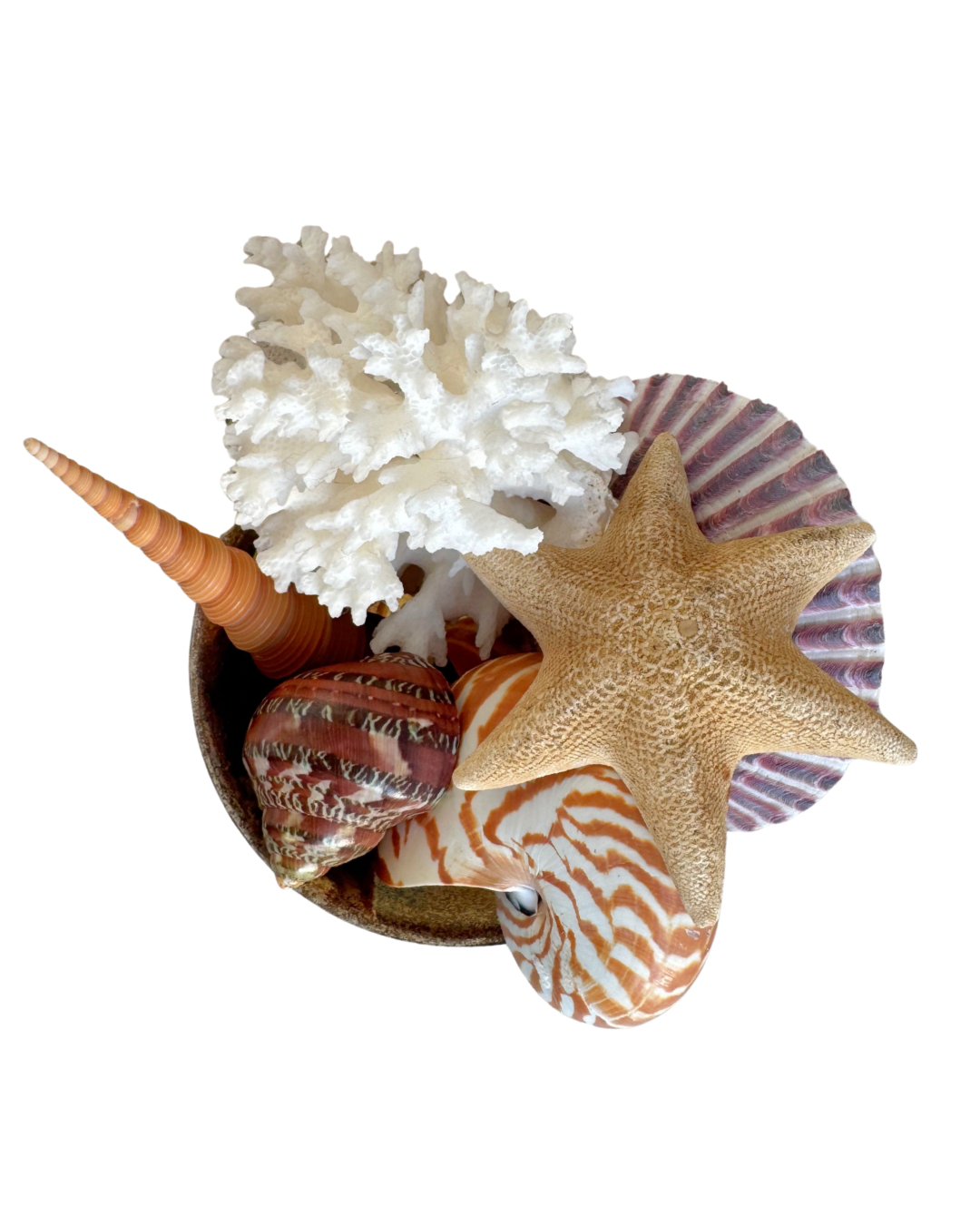 Small Silver Shell Arrangement