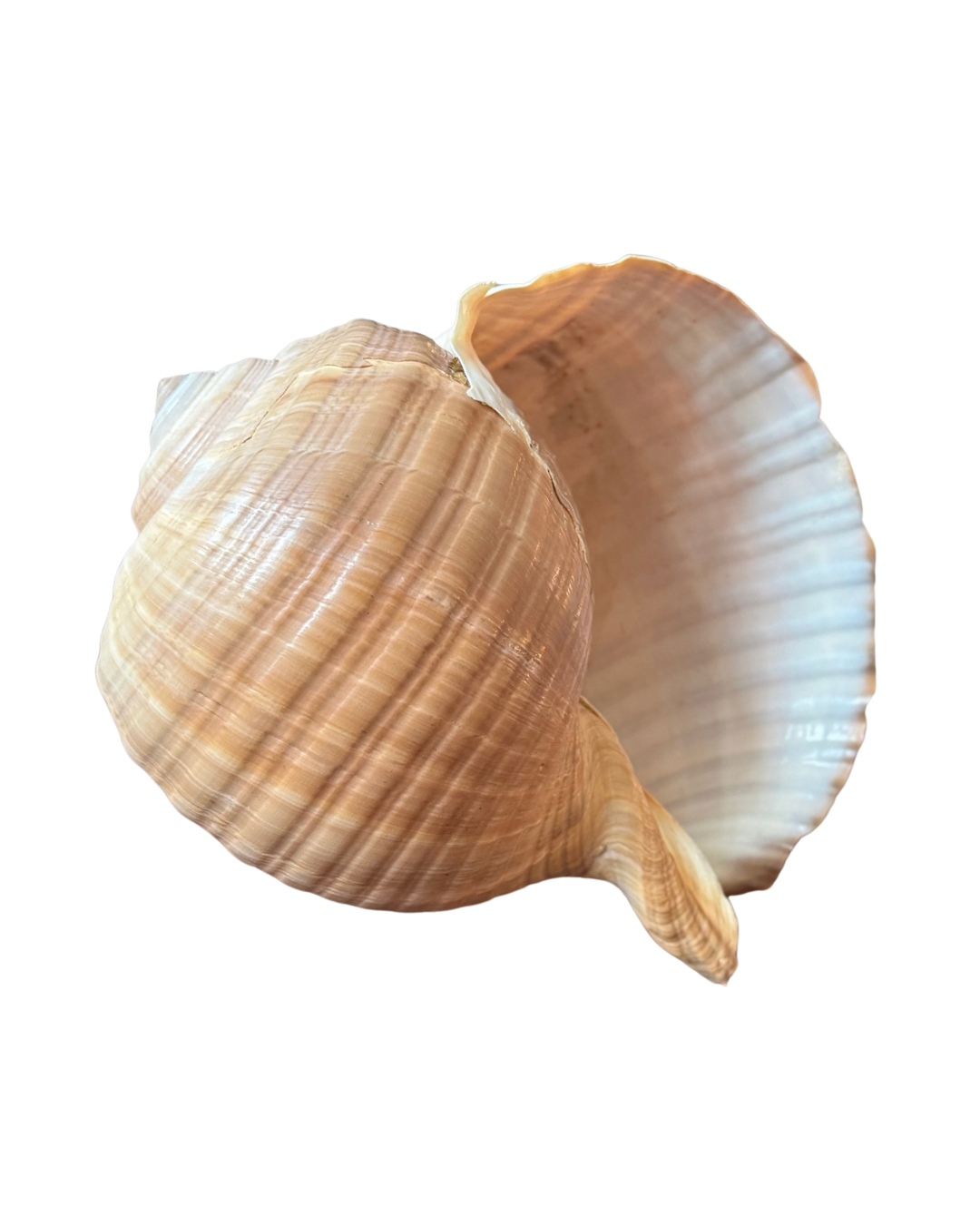 XL Snail Shell