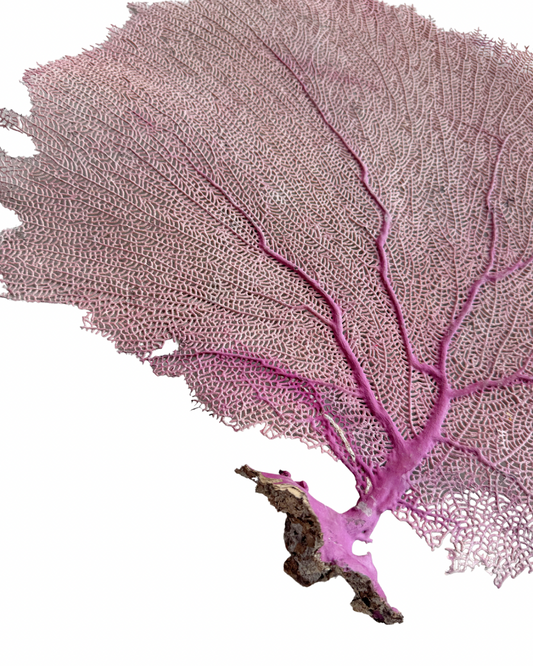 Pink Sea Fan