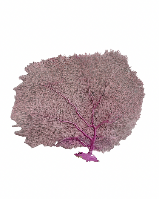 Pink Sea Fan