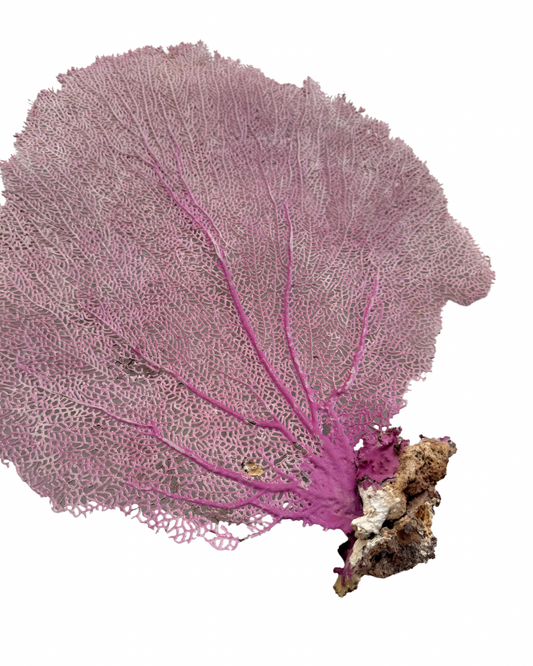 Pink Sea Fan