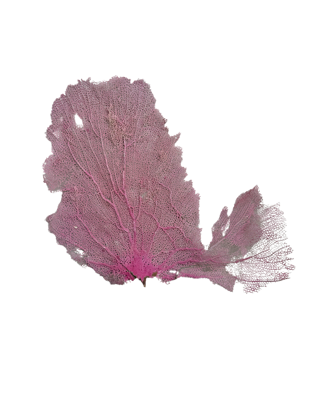Pink Sea Fan