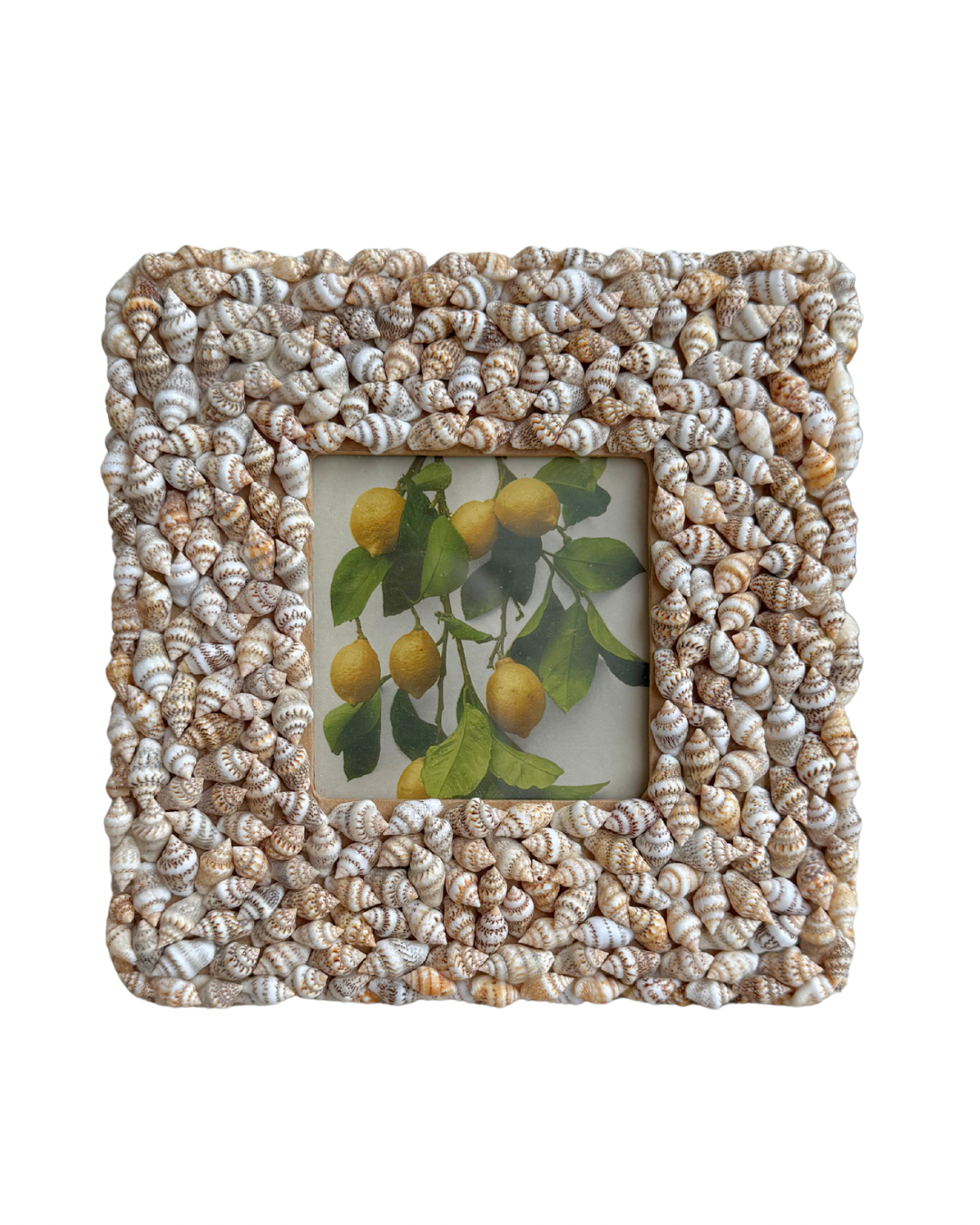 Vintage Citrus Shell Frame