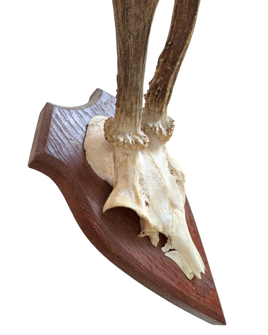 Mini Mounted Horns