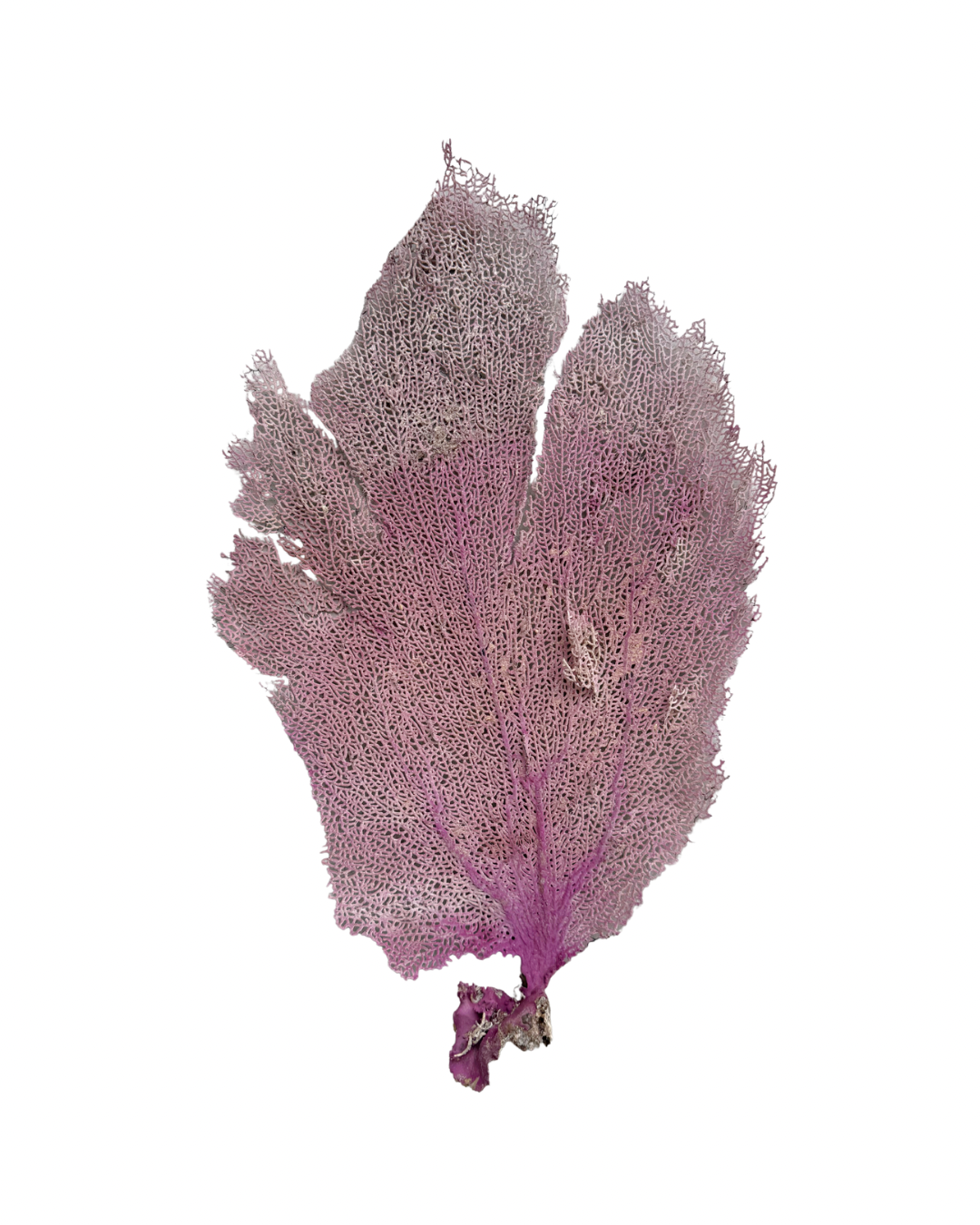 Pink Sea Fan