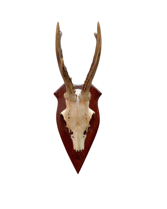 Mini Mounted Horns