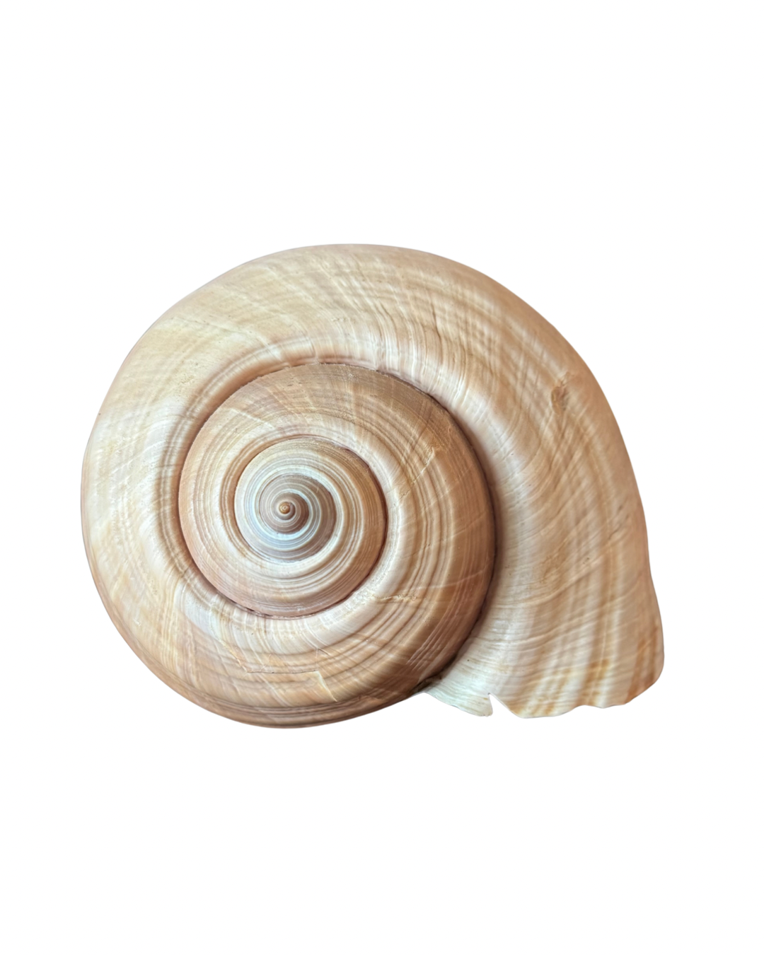 XL Snail Shell