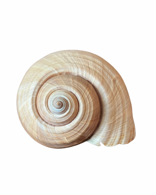 XL Snail Shell