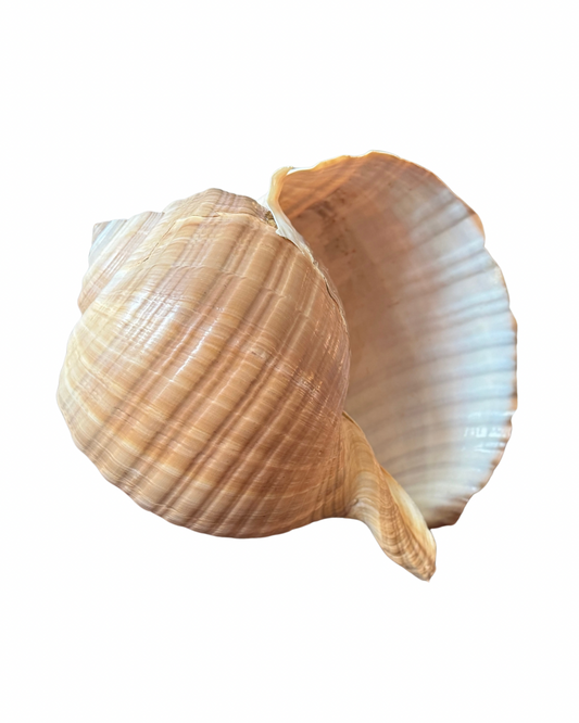 XL Snail Shell