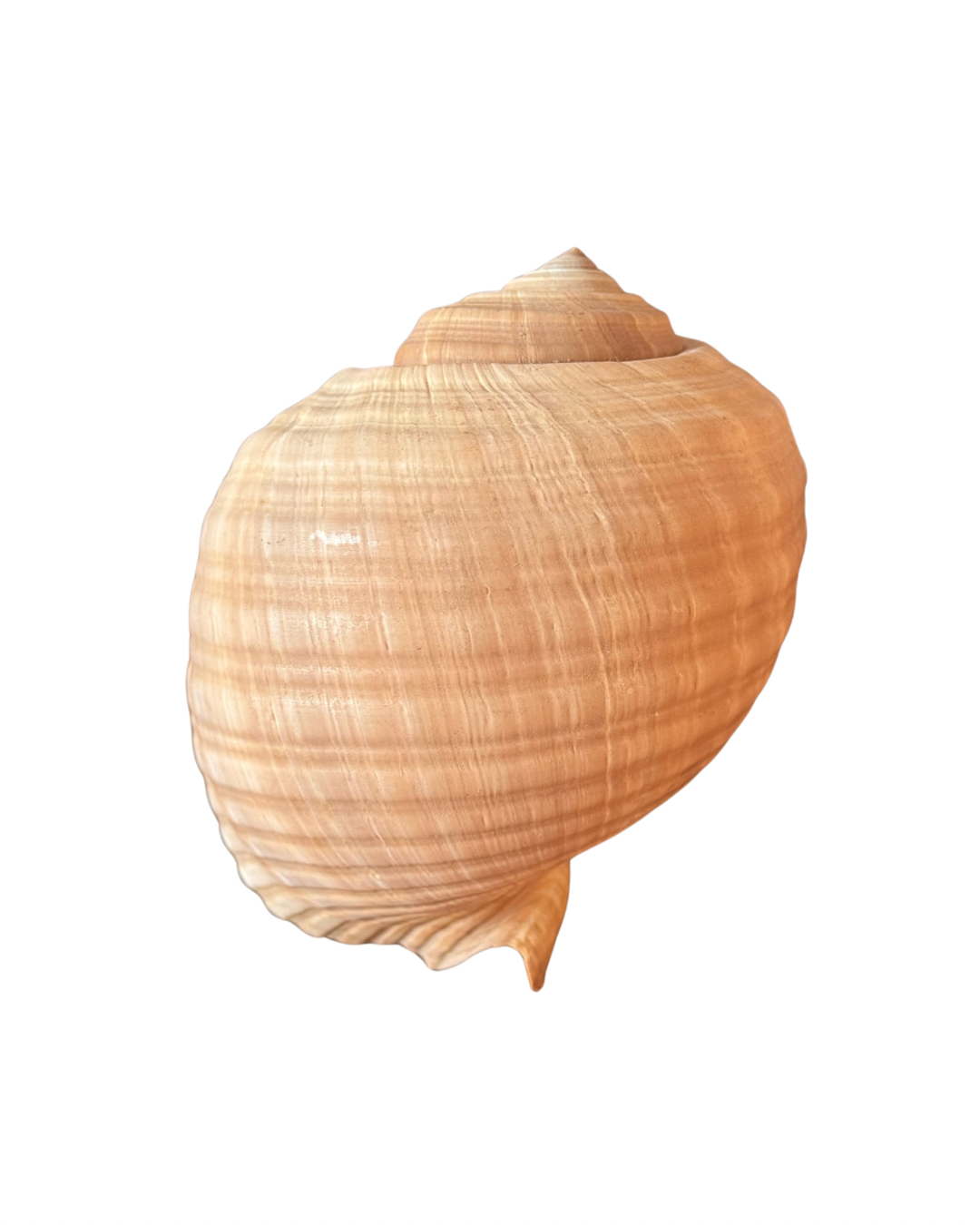 XL Snail Shell